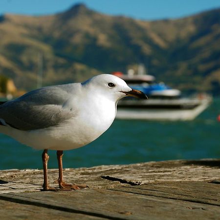 Akaroa Top 10 Holiday Park Extérieur photo