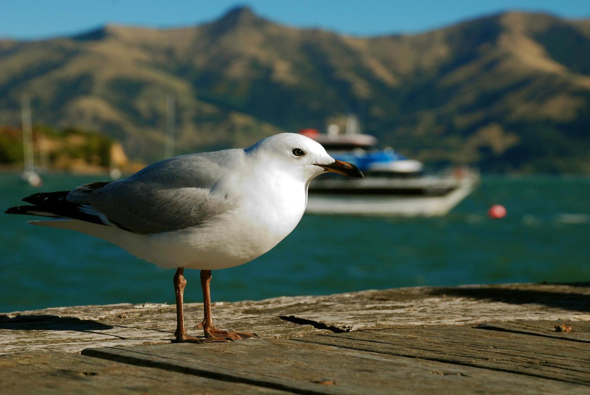 Akaroa Top 10 Holiday Park Extérieur photo
